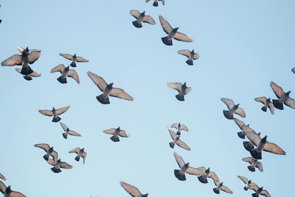 Le coaching individuel: un espace de sanctuaire...