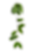 Green Vine Leaves_edited.png