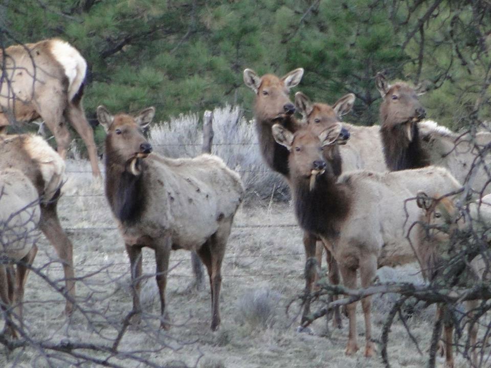 Elk in the back yard