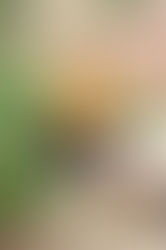 Mini Halloween Treat Bags - Sewing Pattern