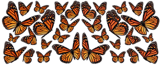 Monarch-Migration.png