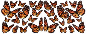 Monarch-Migration.png