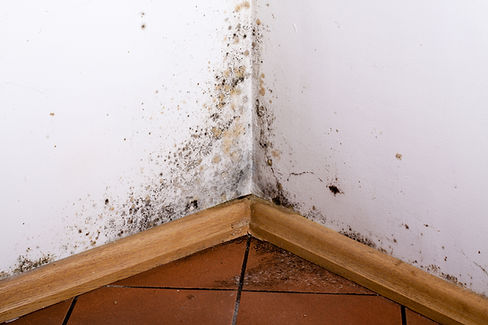 Extensive black and green mold spreading on a white interior wall corner.