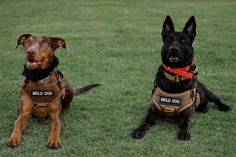 Two working dogs wearing brown tactical harnesses with "MOLD DOG" patches lying on a green grass field.