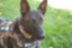 A close-up of a Dutch Shepherd wearing a tactical vest labeled MOLD DOG resting on green grass.