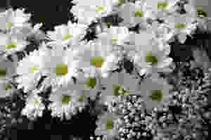 Chrysanthemums and Gypsophila