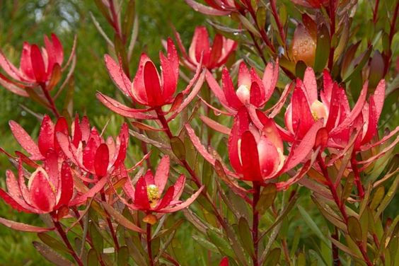 Leucadendron, Safari Sunset
