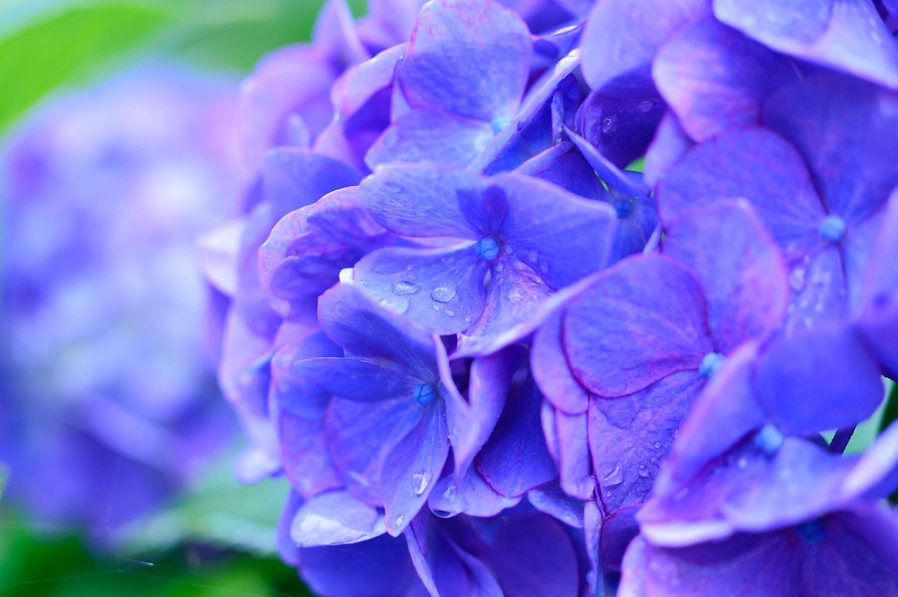 Blue Hydrangea