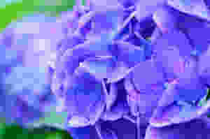 Blue Hydrangea