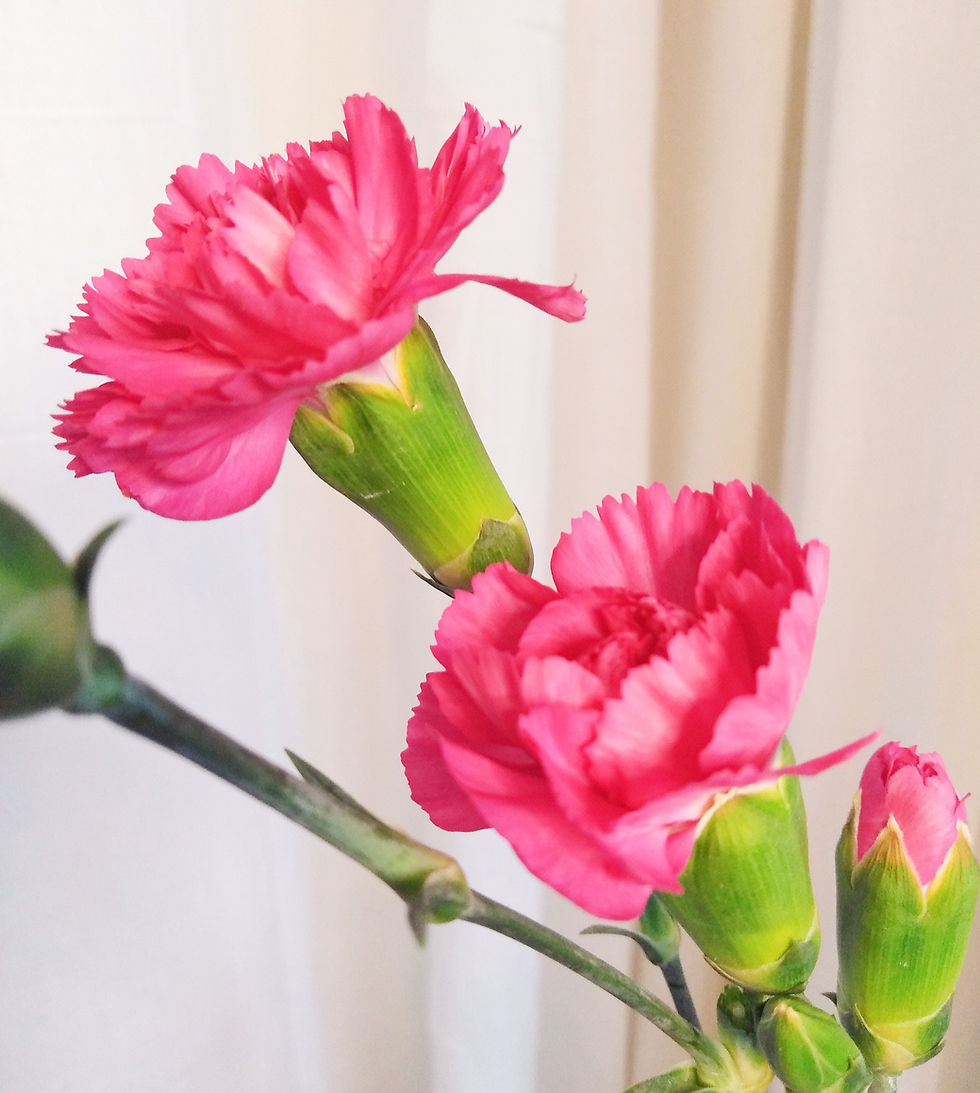 Pink Spray Carnations Leeds