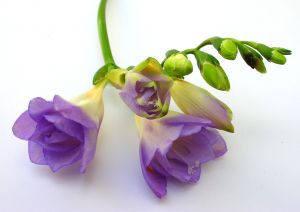 Sweetly Scented Flowers