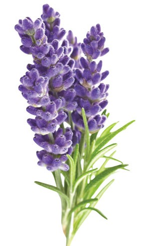 Perfumed Flowers
