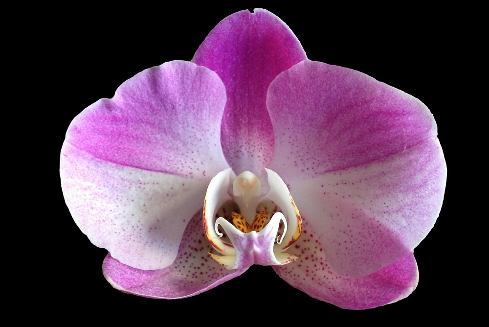 Orchid image courtesy of PEXELS