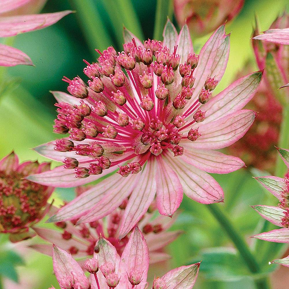 Astrantia