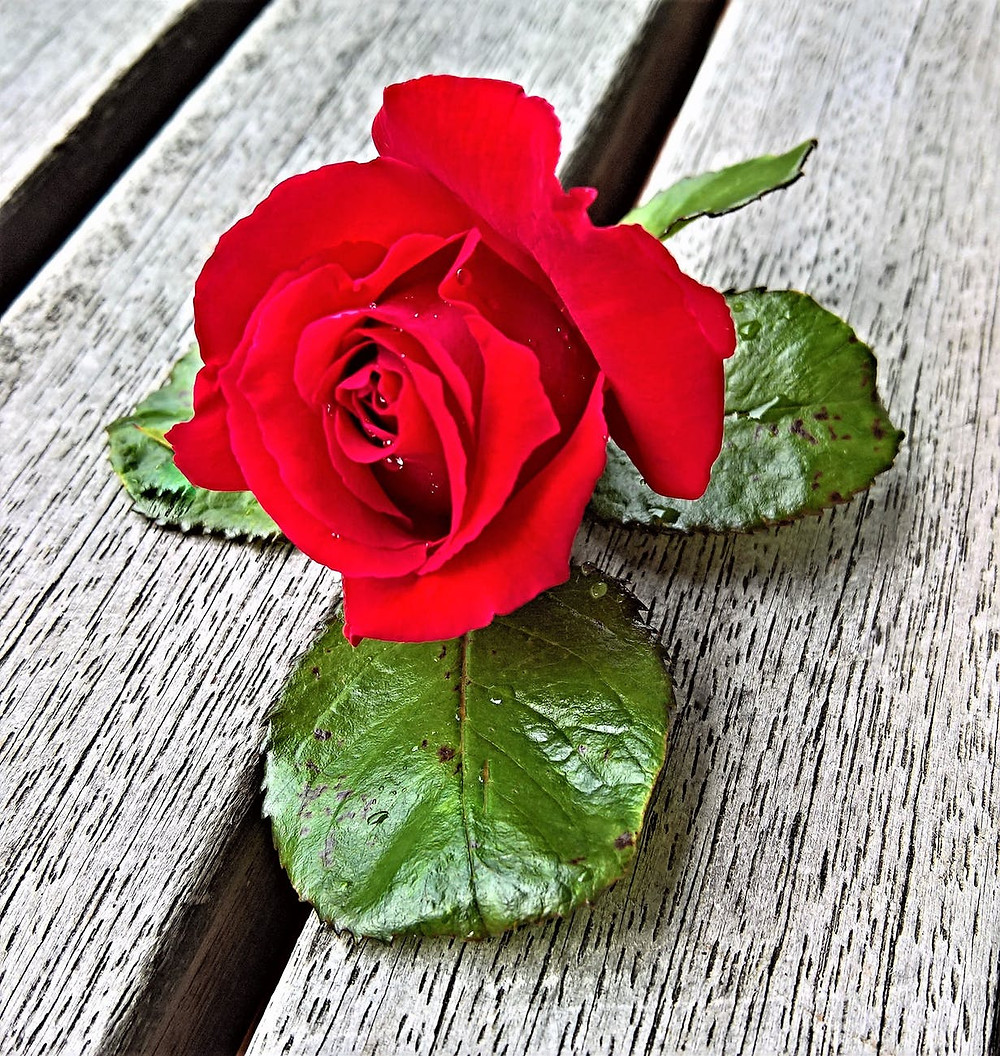 Red Rose, image courtesy of pexels.com