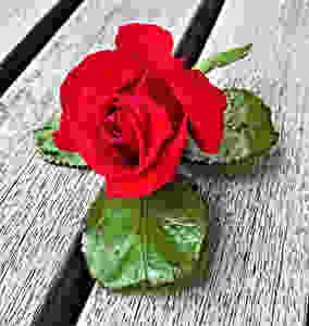 Red Rose, image courtesy of pexels.com