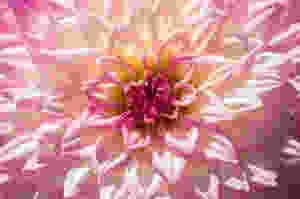 Dahlia (Image courtesy of PEXELS)