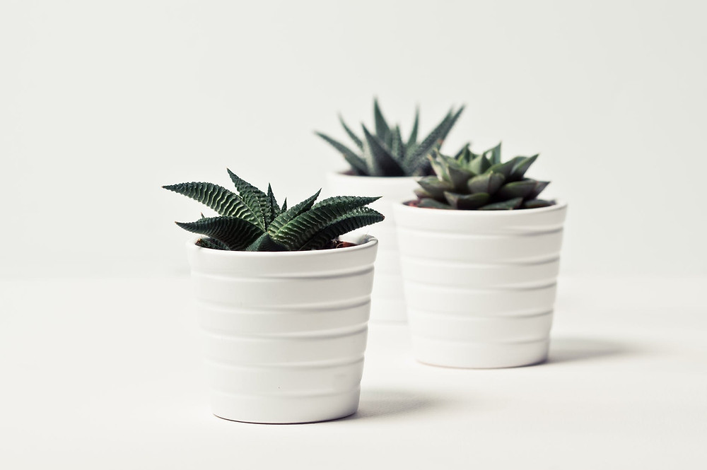 Mini Cacti