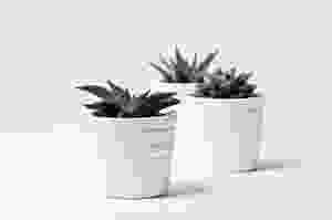 Mini Cacti