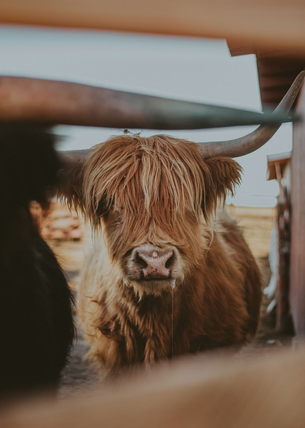 TessFarmAnimals_ENP-17