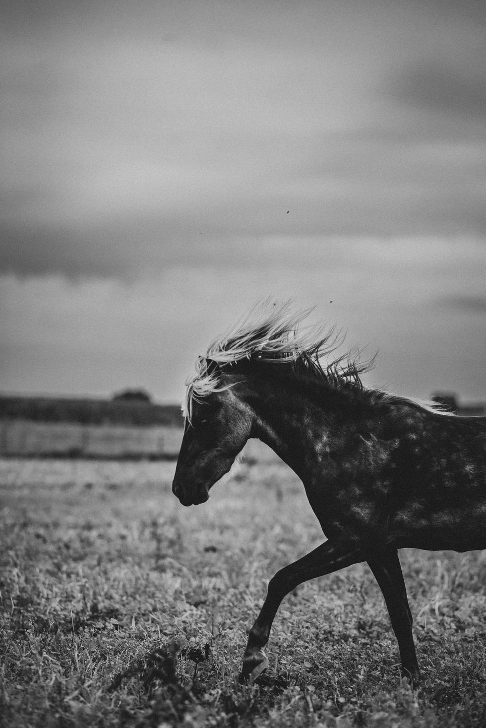 SDHorses_ENP(8of26)