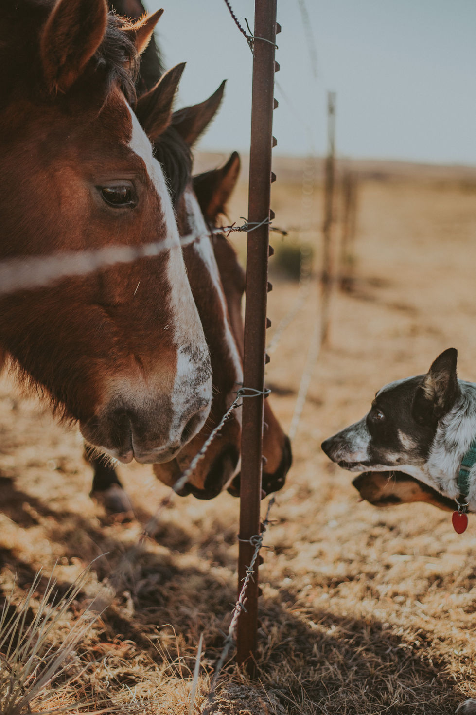TessFarmAnimals_ENP-25