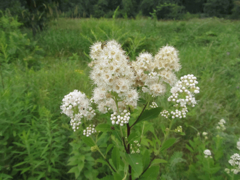 Bagley Pond Perennials. 