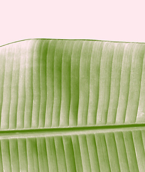 Leaf Beauty