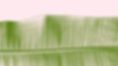 feuille Beauté