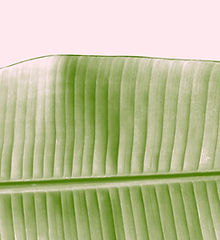 belleza de la hoja