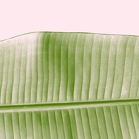 belleza de la hoja