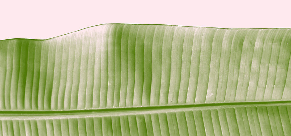 Leaf Beauty
