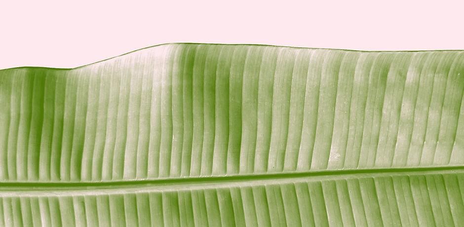 Leaf Beauty