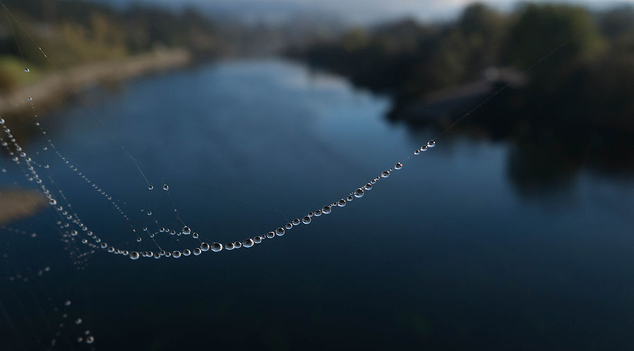 Los días de niebla las telarañas recogen las fotogénicas gotitas de agua con el Miño de fondo. Dese Puente Internacional de la Eurocidade Salvaterra Monçao. Foto de Ana Mary de Photoperiplo.