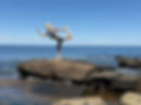IMG_4850.jpeg