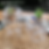 Thumbnail: TOPLES PLASTIK PET CUPANG 2000ML 2LITER 2 LITER TANPA TUTUP
