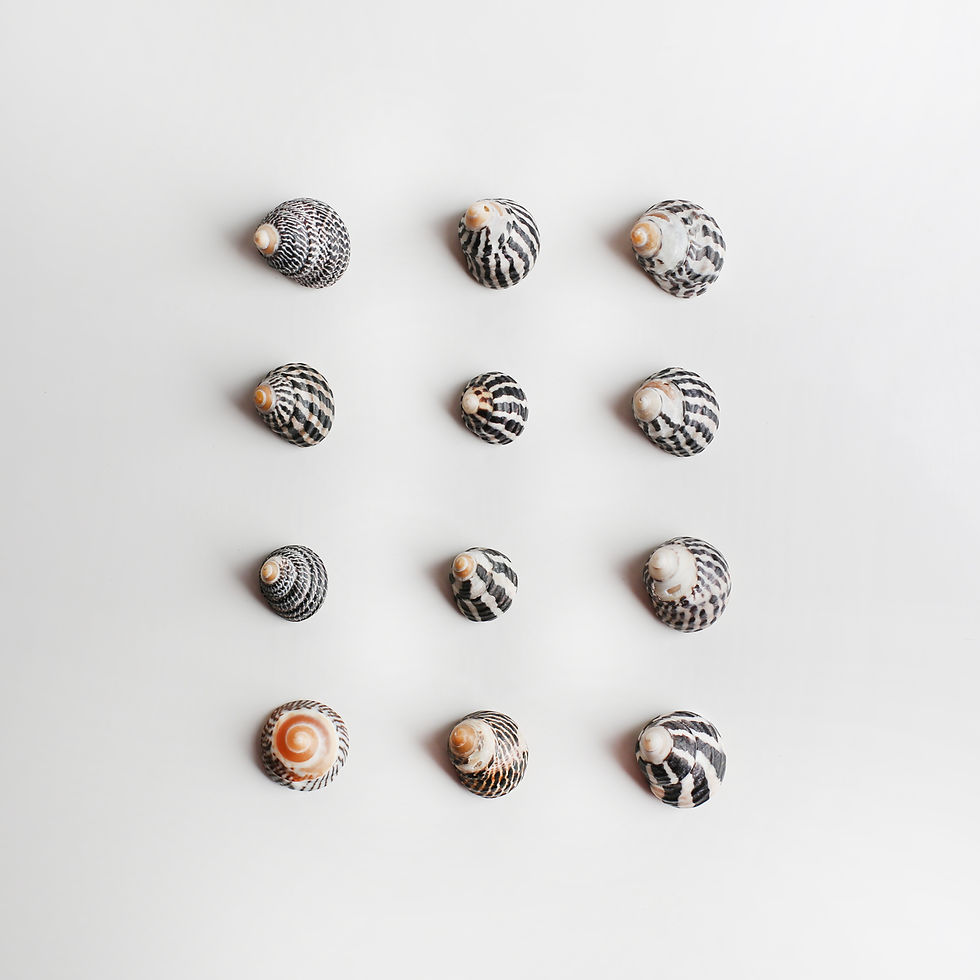 zebra snail shells