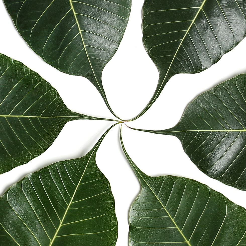 bodhi circle