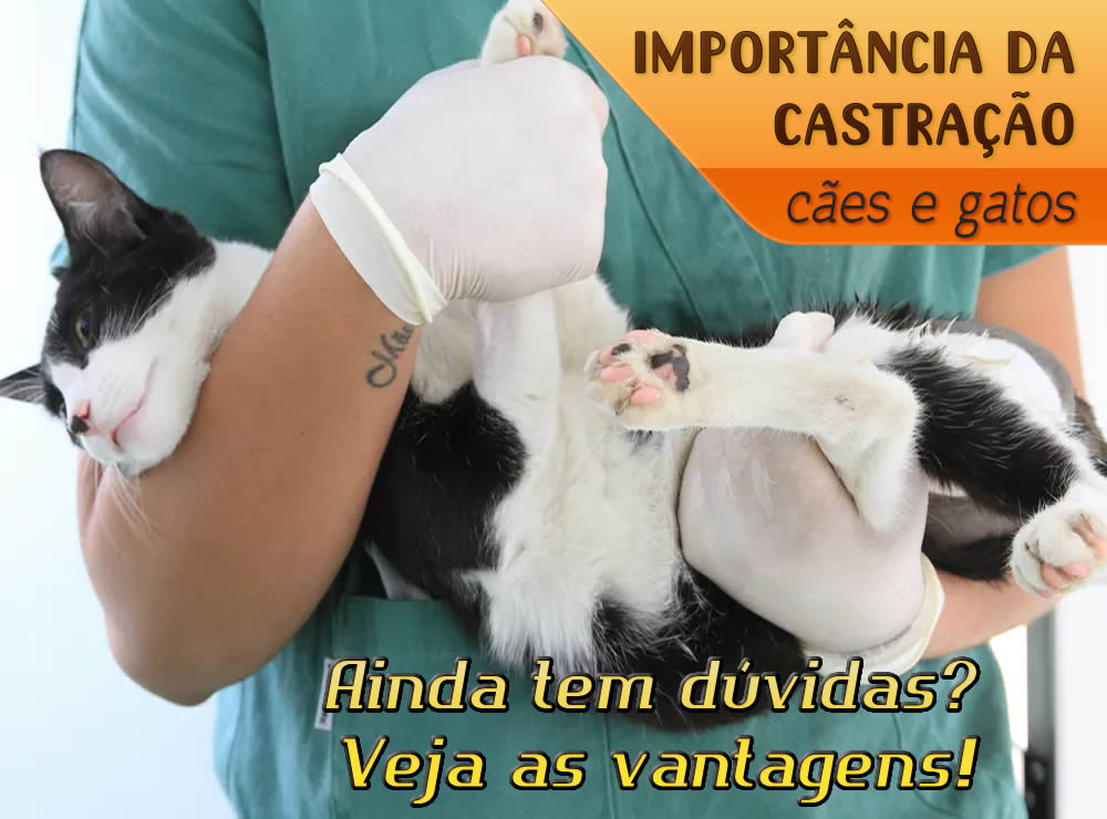 Tem dúvidas sobre castrar o pet? Veja vantagens do procedimento