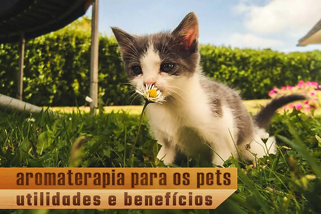 Vídeo para gatos: conheça os benefícios!