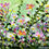 Thumbnail: Pink Breeze -Original Floral Painting with pink flowers by Helen Condon