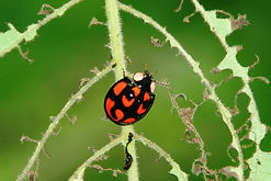 2010-7-18砂川学習館カメノコテントウ 052.jpg