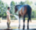doucher son cheval