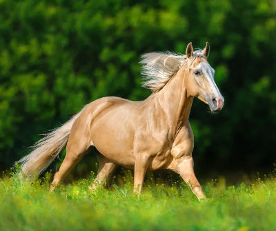 besoins fondamentaux cheval