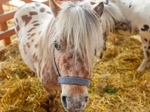 choix litière cheval