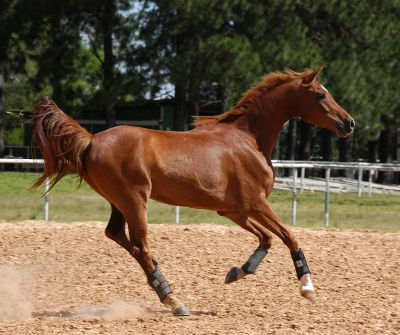 besoin fondamental cheval