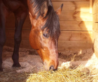 besoins physiologiques cheval