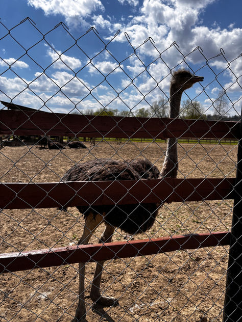 Ostrich Garden