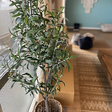 観葉植物
