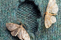 Songs be in every moth